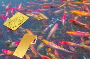 锦鲤多多，金卡领取步骤详解！