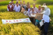 广西农户种粮补贴申请指南，政策红利直达田间，守护米袋子促增收