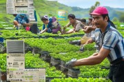 种植山豆根补贴申请全攻略，政策红利赋能中药材产业高质量发展