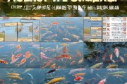 养鱼扶持补贴项目申请全攻略，政策解读、流程指南与实操要点